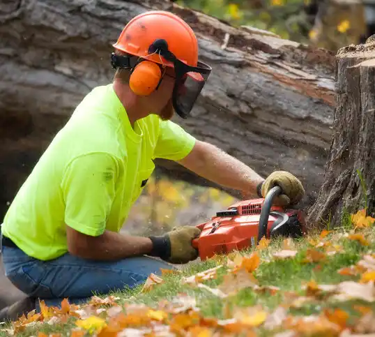 tree services East Millstone